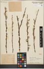 Foto von Salix iliensis Regel